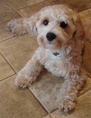 Front view - A tan with white Shih-Tzu/Malti-poo mix is laying across a floor looking up.