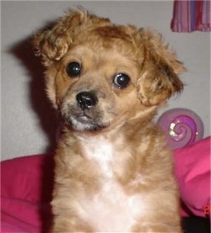 Close up - A short haired, wavy coated, brown with black and white Shiranian puppyis sitting on a bed, it is looking forward, its head is slightly tilted to the right and there is a pink blanket behind it.