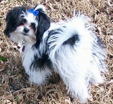 The back left side of a black and white Shiranian puppy that is standing in grass, it has a blue bow in its hair and it is looking forward. Its tail is curled up over its back.