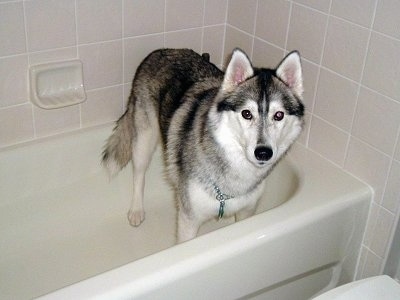 pictures of alaskan husky. Kiev, the Siberian Husky at 5