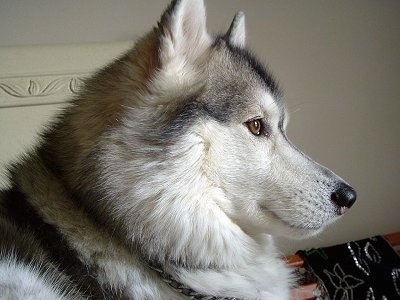 Close up side view head shot - An alert, thick coated, grey and white with black Siberian Husky is looking to the right.