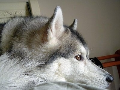 Close up side view - A grey and white with black Siberian Husky is laying across a bed with its head down and it is looking to the right.