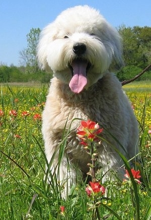 A white Soft Coated Wheaten Terrier is sitting in a field, it is looking forward, its mouth is open and its tongue is hanging out. It has cotton soft looking hair on its head and a thick wavy coat.