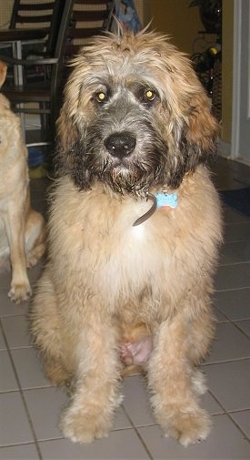 Front view - A fluffy tan with white and black Saint Berdoodle puppy is sitting on a tiled floor and it is looking forward.