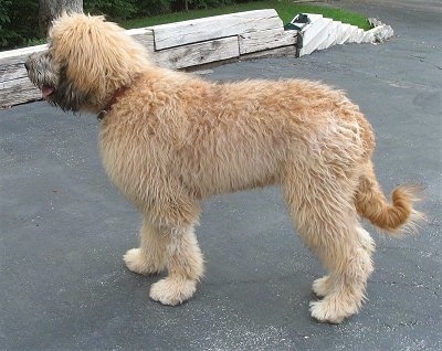 The left side of a tan with white and black Saint Berdoodle is standing on a blacktop surface and it is looking to the left. Its mouth is open and its tongue is out. It is holding its tail relaxed and low.