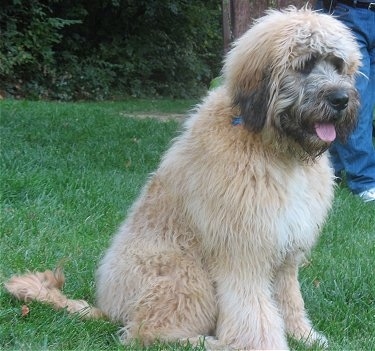 The right side of a thick furry tan with white and black Saint Berdoodle that is sitting in grass and it is looking to the right. Its mouth is open and tongue is out.