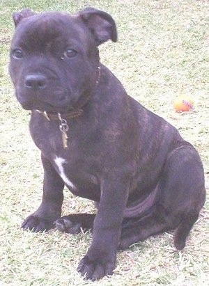 Bull Terrier Puppies on Rumble  The Staffordshire Bull Terrier Puppy At About 2   Months Old