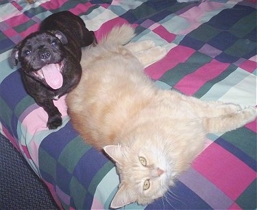 A small, thick bodied, brown brindle with white Staffordshire Bull Terrier puppy laying on a bed with a cat. The puppy is looking up, its mouth is open, its tongue is sticking out and it looks like it is smiling. The cat is laying across the bed and looking up. The cat is twice as big as the small puppy. The dog has a big wide tongue.