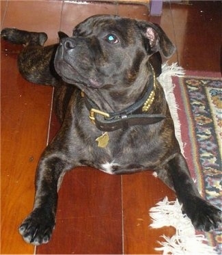 Front view - A wide-chested, brown brindle with white Staffordshire Bull Terrier dog laying on a hardwood floor looking up and to the left. There is a rug to the right of it. The dog is wearing a thick brown collar.