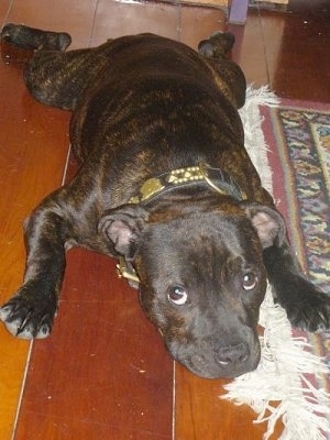A wide, muscular, brown brindle with white Staffordshire Bull Terrier puppy laying down on a hardwood floor looking up.