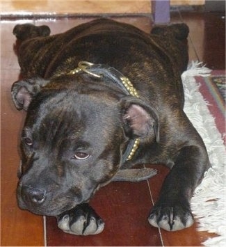 Close up front view - A brown, brindle with white Staffordshire Bull Terrier puppy laying down on a hardwood floor facing the right next to a rug.