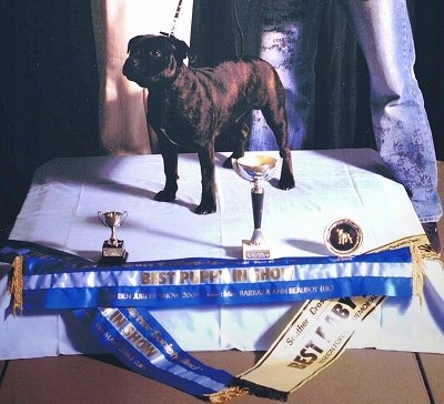 Front side view - A brown brindle with white Staffordshire Bull Terrier dog standing across stage covered in a white blanket at a dog show looking up and to the left. There are a bunch of trophies and awards in front of it.