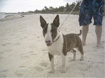 A grey and white Standard Bull Terrier puppy is standing on a sandy beach with a person holding its leash behind it. The dogs mouth is open and tongue is out. The ocean is to the left of the picture.