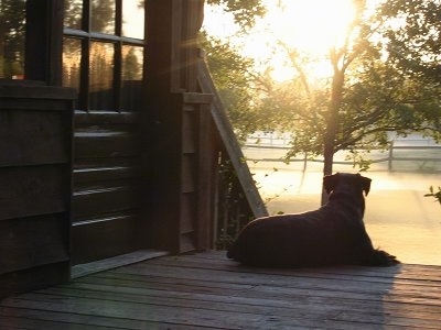 The back of a black Standard Schnauzer dog laying at the top of a staircase and it is looking out at the land in front of it.