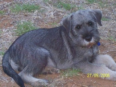 A black and tan Standard Schnauzer puppy laying across a patchy grass surface looking forward.