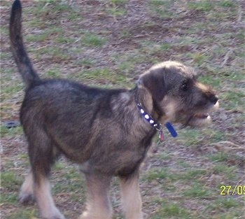 Side view - A black and tan Standard Schnauzer puppy walking across a patchy grass surface, its mouth is slightly open and it is looking to the right.