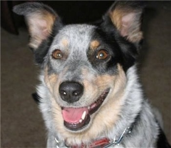 Close up head shot - A black and white with tan Texas Heeler is sitting on a carpet, it is looking forward, its mouth is open and it looks like it is smiling. It has wide brown almond shaped eyes, a black nose and ears that stand up and fold forward at the tips.