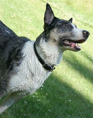 Australian Cattle Dog Information and.