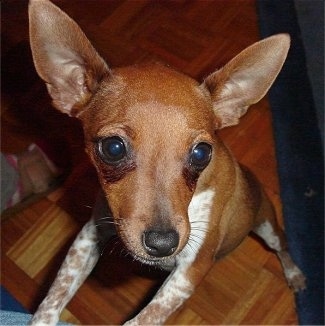 purebred fox terrier