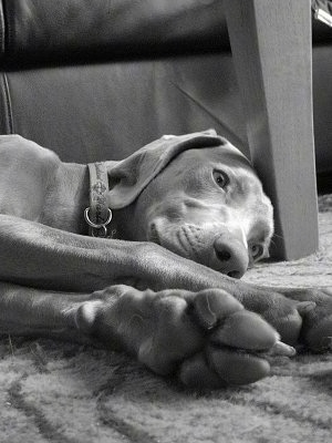 A black and white photo of a Weiamaraner that is laying on its left side next to a coffee table and on a rug. The dog has large paws.