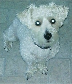 Topdown view of a White Westiepoo that is sitting on a tiled floor and it is looking up. It has a short curly thick coat and small fold over v-shaped ears.