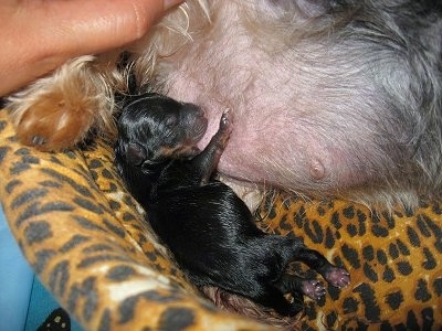 Yorkie Puppies on Yorkie Puppy Just Born And Getting Its First Taste Of Mommy S Milk