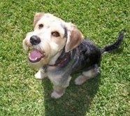 Top down view of the front left side of a black and tan Wirelsh Terrier dog that is sitting outside in grass. It has ears that fold down to the sides, a black nose, and longer hair on its snout with shorter hair on its back and top of its head.