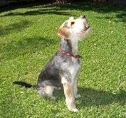 Side view of a black and tan Wirelsh Terrier dog that is sitting outside in grass. It has ears that fold down to the sides, a black nose, and longer hair on its snout with shorter hair on its back and top of its head. The dog is looking up.