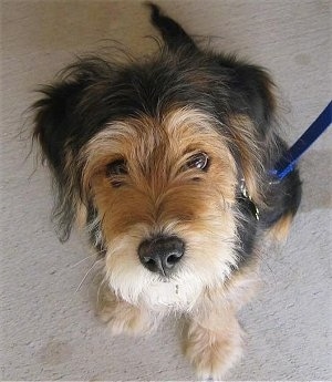 Top down view of a thick coated black with tan Wirelsh Terrier puppy that is sitting on a carpet and looking up. It has a blue leash attached to its collar. It has a black nose, a tan snout with black on the top of its head and back.