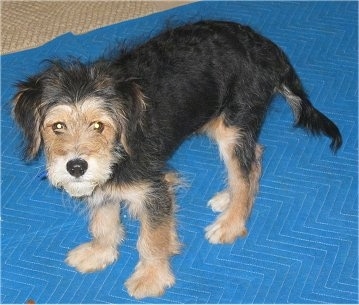 The left side of a scruffy looking black and tan Wirelsh Terrier puppy that is standing on blue mat and it is looking up. It has ears that hang down to the sides and a long tail that it is holding low.