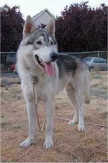 A black and tan Wolamute is standing across a field covered in straw. The Wolamute is looking to the right and it is panting. It has large perk ears adn a thick coat.