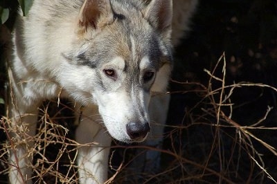 Close up - A white with grey Wolamute is standing in a stalking stance outside in medium sized grass.