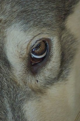 Close up - The golden brown eye of a tan and black Wolamute.