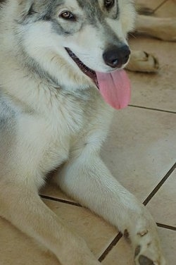 Close up - A tan and black Wolamute is laying down on a tiled floor and it is panting. It has golden brown eyes and a big black nose.