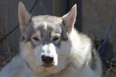 Close up - A white and grey Wolamute is laying outside in a yard and it is looking forward. There is a concrete wall behind it. It has a wide forehead with perk ears that are set far apart and a big black nose.