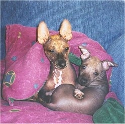 Two Xoloitzcuintli puppies are laying together in a ball on a pink pillow in a blue arm chair. One dog's ears are standing straight up and the other dog has ears that go out to the sides. They both have dark eyes.