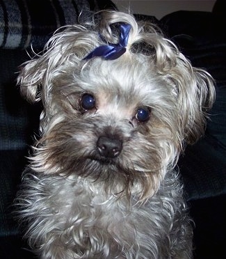 Yorkie Poo, 4 months, brown, gold, black, white, Jake is