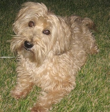 Yorkipoo Dog Breed Information and Pictures
