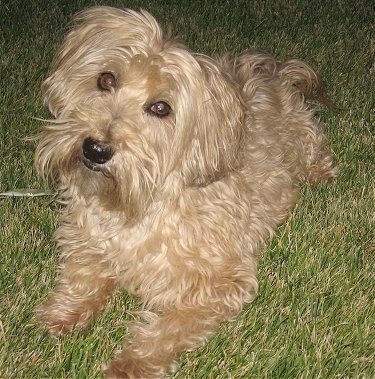 Designer Yorkie-POO'S Classified Ad - Reno Dogs and Puppies For Sale 