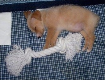 Top down view of a brown Yorkie Russell puppy that is sleeping on its right side on a couch. In front of the sleeping puppy is a rope toy that is the same length as the pup.