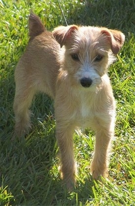The front right side of a brown with white Yorkie Russell puppy that is standing on grass and it is looking forward. It has longer hair on its snout that reaches in front of its dark round eyes and a black nose.