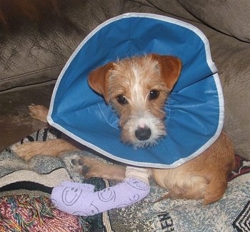 The left side of a tan with white Yorkie Russell puppy that is laying on a couch. The puppy has a cast on its leg and a blue flexible cone around its neck.