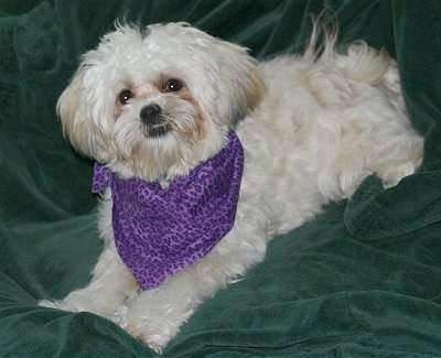 The front left side of a white Zuchon dog laying on a green blanket and it is wearing a purple bandana. It has a thick wavy coat, an underbite that shows its bottom teeth, dark round eyes and a black nose.