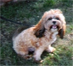 The right side of a curly coated, tan with brown Zuchon that is sitting across a grass field. It is looking up, forward and its mouth is open. It has long drop ears with long dark hair on them.