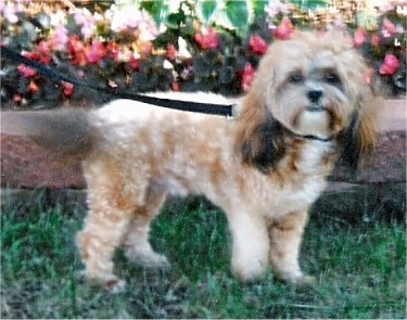 The right side of a tan and brown Zuchon that is standing across a yard and there is a flower bush behind it. The dog is looking forward and has a body that is shaved short with longer hair on its long tail and longer hair onits long drop ears. It has a black nose and dark eyes.