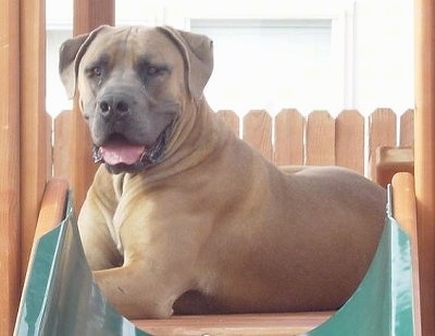 AfricanBoerboelOtis4.JPG