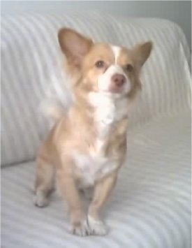 View from the front - A small breed, tan with white Alopekis dog is sitting on a white and tan striped couch looking up.