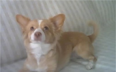 The left side of a tan with white Alopekis is laying down on a couch