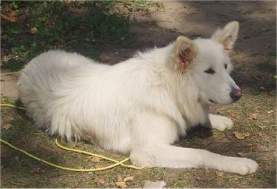 Sheeba, the Alusky (Alaskan Malamute x Siberian Husky hybrid) at 18 months old