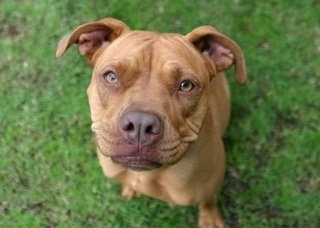 Close up - Topdown view of a brown American Bull Dogue de Bordeaux that is sitting in grass and it is looking up.